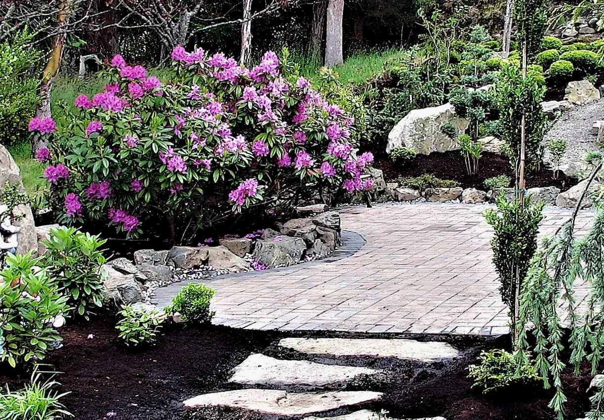 Purple rhododendron bush